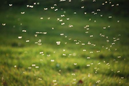 What Mosquito Control Actually Does For Your Property