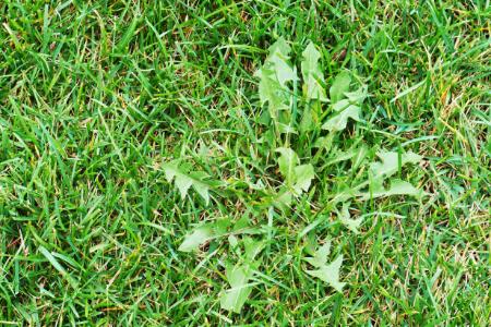 How To Get Rid of Weeds For Good Thumbnail
