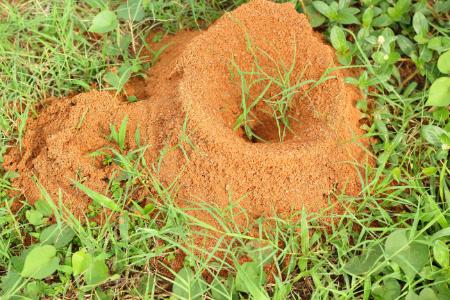 Fire Ant Control