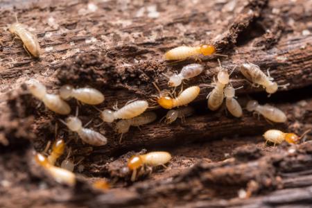 Termite Treatment Thumbnail
