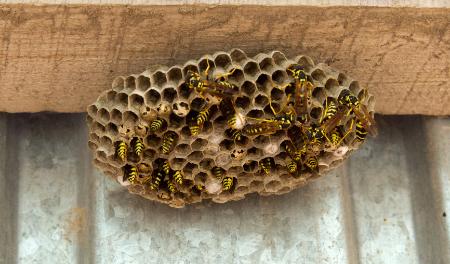 Wasp Removal Thumbnail