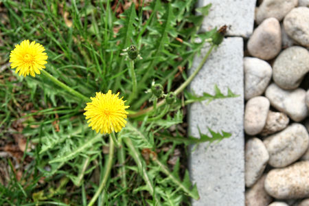 Weed Control Services Thumbnail